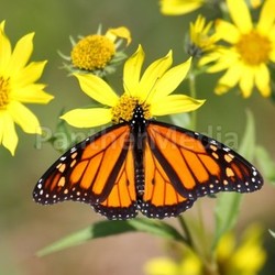 Monarch Butterfly (danaus plexippus) on Woodland Sunflowers