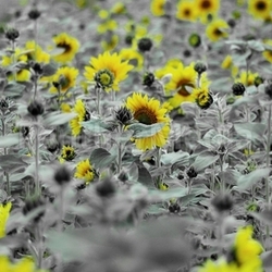 Sonnenblumen 2