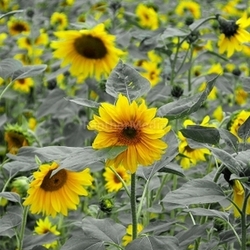 Sonnenblumen 3