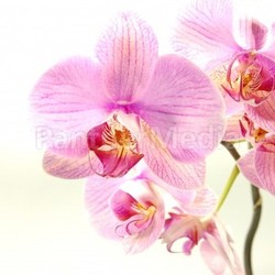 orchid