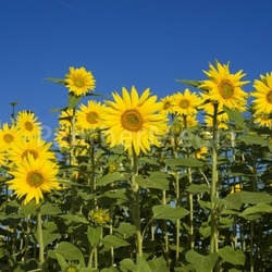 sunflowers