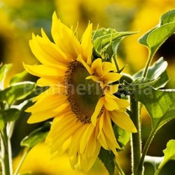 blütenmeer from sunflower