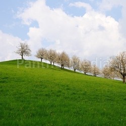 cherry trees on hill