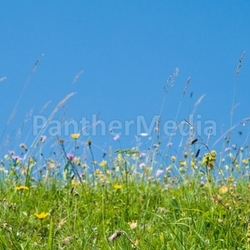 Wildblumenwiese