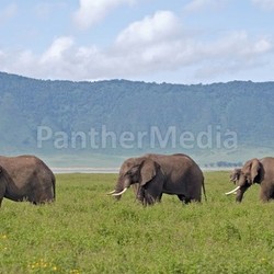 elephant in the ngorongoro crater