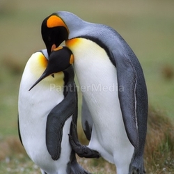 Two penguins in love