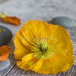 Mohnblumen