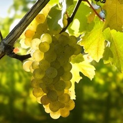 grapes