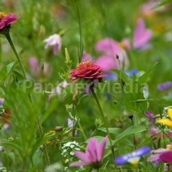 multicolored