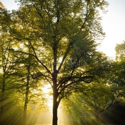 tree backlit