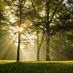 trees in backlight