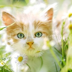 Cute little cat in green grass