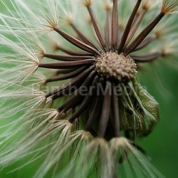 pusteblume 01