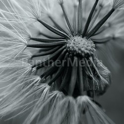 pusteblume 03