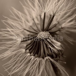 pusteblume 05