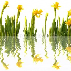 mirrored narcissus