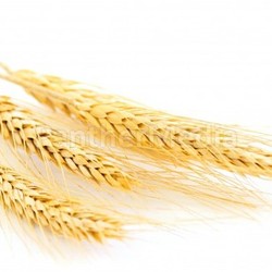 Isolated wheat ears