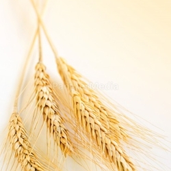 Wheat ears