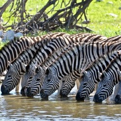 drinking zebras