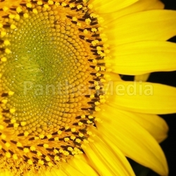 sunflower 22