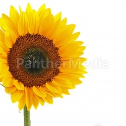 Sonnenblume