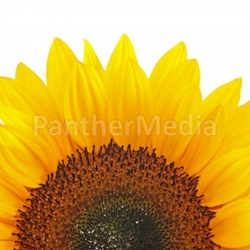 half sunflower