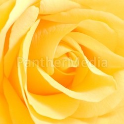 Soft yellow rose in close view