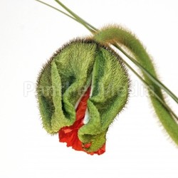 irish poppies 4