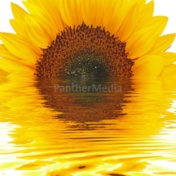 Sonnenblumenpostkarte
