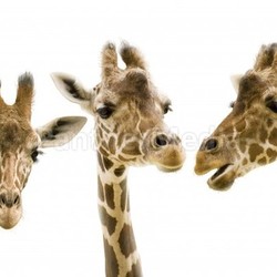 giraffe wd272