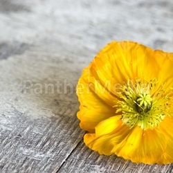 Mohnblumen