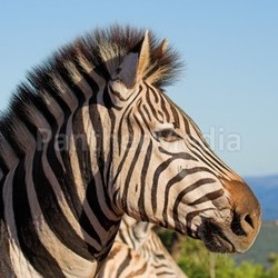 Zebra Close up