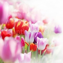 tulips,highkey