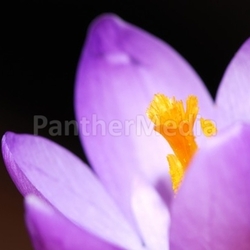 crocus flower