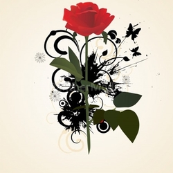 red rose