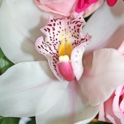 bouquet of flowers