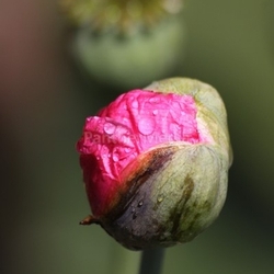fracturing mohnblüte