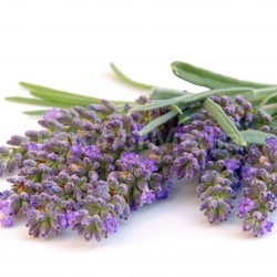 lavender exempted - lavender isolated 03
