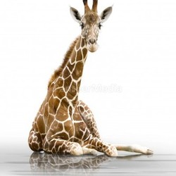 giraffe wd72