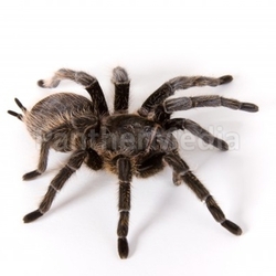tarantula