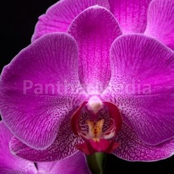 Orchid