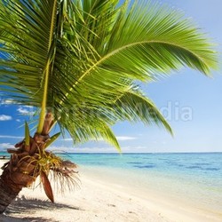 Small palm tree hanging over lagoon