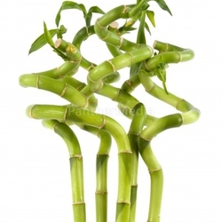 Bamboo Plants