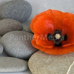 poppy red