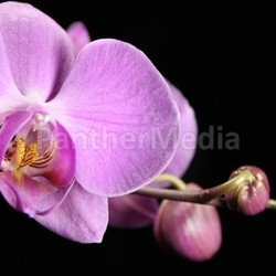 orchid in pink