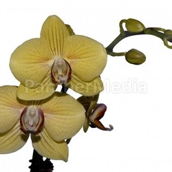 orchidaceae