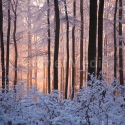 sun in the snowy forest