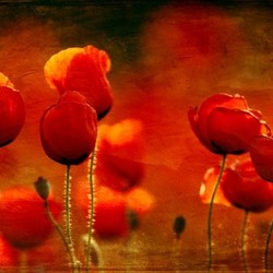 red poppies