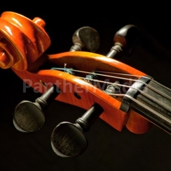 head of violoncellos