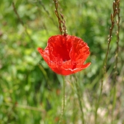 poppy